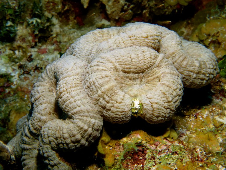 004 Spiny Flower Coral IMG_5089.jpg